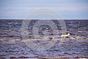 The harsh White sea. Cold summer day on Yagry island, Severodvinsk