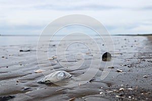 The harsh White sea. Cold summer day on Yagry island, Severodvinsk