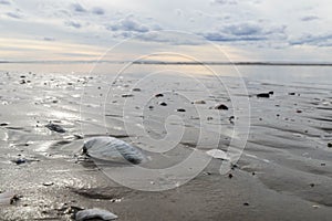 The harsh White sea. Cold summer day on Yagry island, Severodvinsk