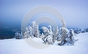 Harsh winter landscape inclined spruce trees