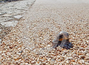 Harshness of life concept: slowly the difficulties are faced and resolved. A snail on pebbles, where it is difficult to slip
