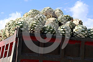 The hart from Agave plant to make Mescal or Mezcal