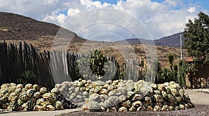 The hart from Agave plant to make Mescal or Mezcal