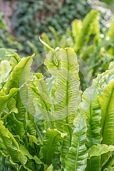 Harts-tongue fern Asplenium scolopendrium, growing in a forest photo