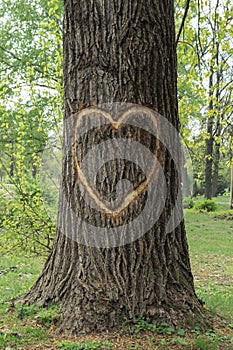 Hart shape engraved in tree