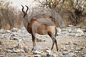 Hartebeest