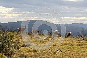 Hartebeest in africa photo