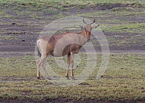 Hartebeest, Alcelaphus buselaphus