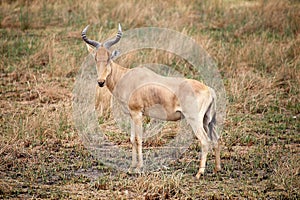 Hartebeest (Alcelaphus buselaphus)