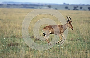 HARTEBEEST alcelaphus buselaphus, ADULT RUNNING, MASAI MARA PARK IN KENYA