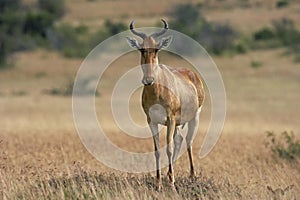 Hartebeest, alcelaphus buselaphus, Adult standing on Termite Hill, Masai Mara Park in Kenya