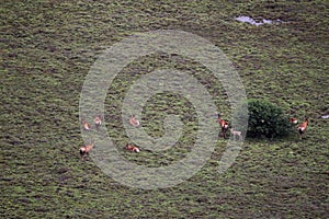 Hartebeest (Alcelaphus buselaphus) photo