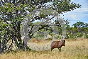 Hartebeest Alcelaphus buselaphus caama