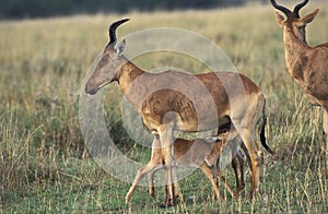 HARTEBEEST alcelaphus buselaphus, CALF SUCKLING MOTHER, MASAI MARA PARK IN KENYA