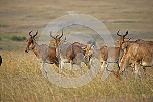 Hartebeest, alcelaphus buselaphus, Herd in Masai Mara Park, Kenya