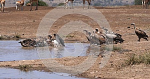 Hartebeest, alcelaphus buselaphus, Herd standing at Waterhole, and African white-backed vulture, gyps africanus, Nairobi Park in