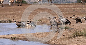 Hartebeest, alcelaphus buselaphus, Herd standing at Waterhole, and African white-backed vulture, gyps africanus, Nairobi Park in