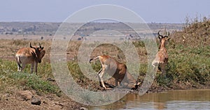 Hartebeest, alcelaphus buselaphus, Herd standing at Waterhole, Nairobi Park in Kenya