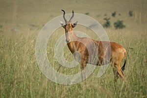 Hartebeest - Alcelaphus buselaphus in Kidepo, Uganda