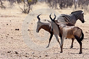 Hartebeest, Alcelaphus buselaphus in the Namibian bush