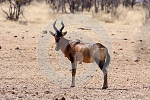Hartebeest, Alcelaphus buselaphus in the Namibian bush