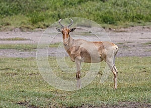 Hartebeest Alcelaphus buselaphus standing, looking at the viewer