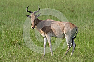 Hartebeest antelope in grasslands of Masai Mara