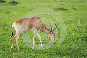 Hartebeest antelope grazing in the Maasai Mara national park (Kenya)