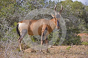 Hartebeest Bull