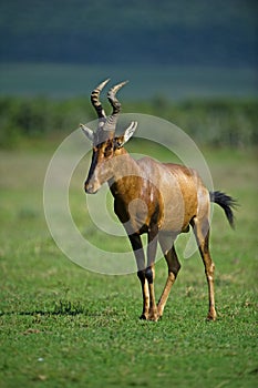 Hartebeest Dawn