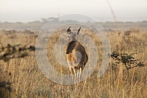 Hartebeest in early morning photo