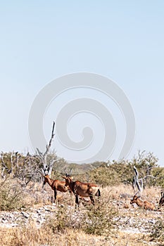 Hartebeest in Etosha National Park