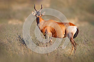 Hartebeest in the grass, Namibia in Africa. Red , Alcelaphus buselaphus caama, detail portrait of big brown African mammal in