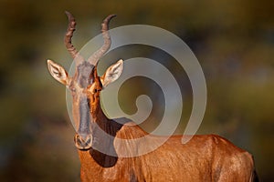 Hartebeest in the grass, Namibia in Africa. Red , Alcelaphus buselaphus caama, detail portrait of big brown African mammal in