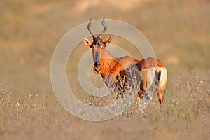 Hartebeest in the grass, Namibia in Africa. Red , Alcelaphus buselaphus caama, detail portrait of big brown African mammal in