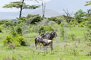 Hartebeest herd in Selous