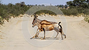 Hartebeest in Kgalagadi transfrontier park, South Africa