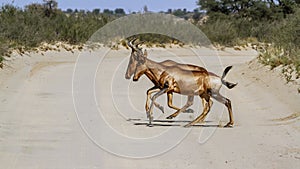 Hartebeest in Kgalagadi transfrontier park, South Africa