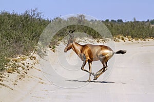 Hartebeest in Kgalagadi transfrontier park, South Africa