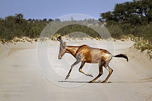 Hartebeest in Kgalagadi transfrontier park, South Africa