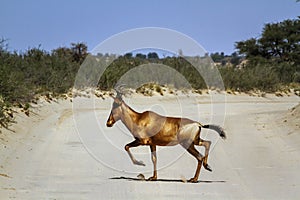 Hartebeest in Kgalagadi transfrontier park, South Africa