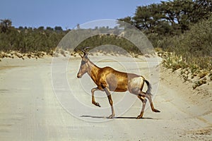 Hartebeest in Kgalagadi transfrontier park, South Africa