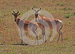 Hartebeest on the Masai Mara photo