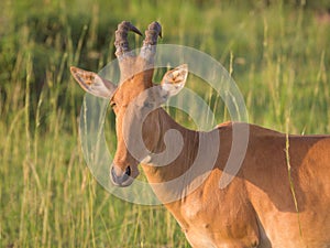 A hartebeest in Murchison Falls National Park