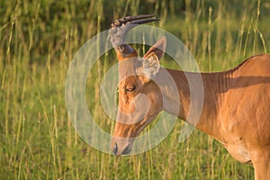 A hartebeest in Murchison Falls National Park