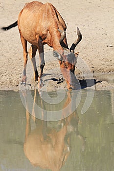 Hartebeest, Red - African Wildlife Background and Reflection