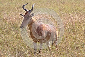 A hartebeest standing