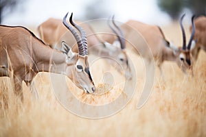 hartebeests feeding on fresh savanna shrubbery photo