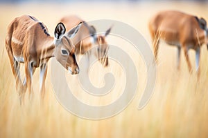 hartebeests grazing in golden savannah grass photo