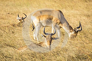 Hartebeests grazing on the grass in Masai Mara Safari, Kenya photo